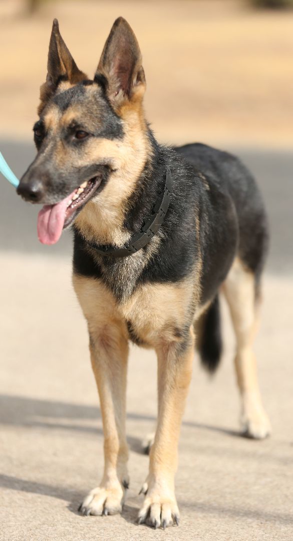 Hazel, a Adoptable German Shepherd Dog in Round Rock, TX image 6/6