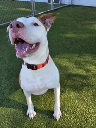 Bodi, Adoptable, Adult Male Mixed Breed & Mixed Breed.
