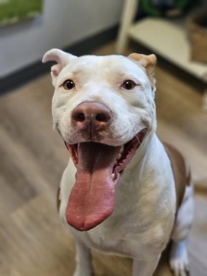 Bodi, a Adoptable mixed breed in Savannah, GA image 2/3