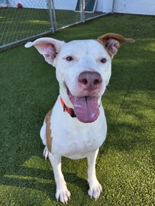 Bodi, a Adoptable mixed breed in Savannah, GA image 3/3