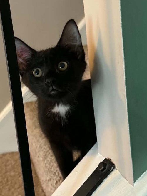 Sylveon, Adoptable, Kitten Female Tuxedo.