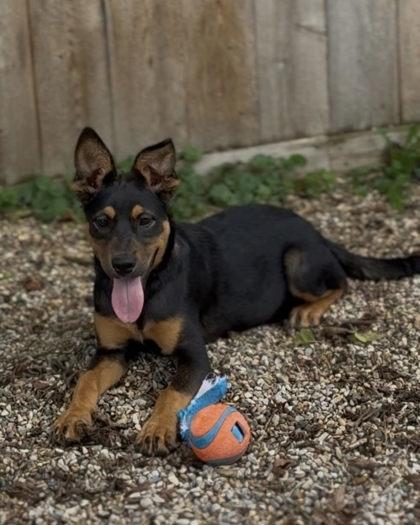 Lansdell, Adoptable, Puppy Female Shepherd & Retriever.