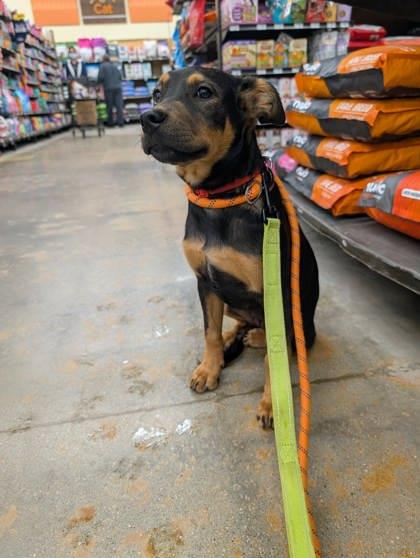 Enlarge Lansdell, a Adoptable mixed breed in Burlington, WI image 2/3