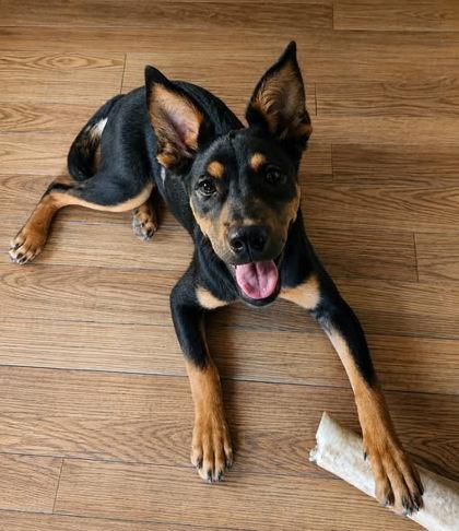 Enlarge Lansdell, a Adoptable mixed breed in Burlington, WI image 3/3