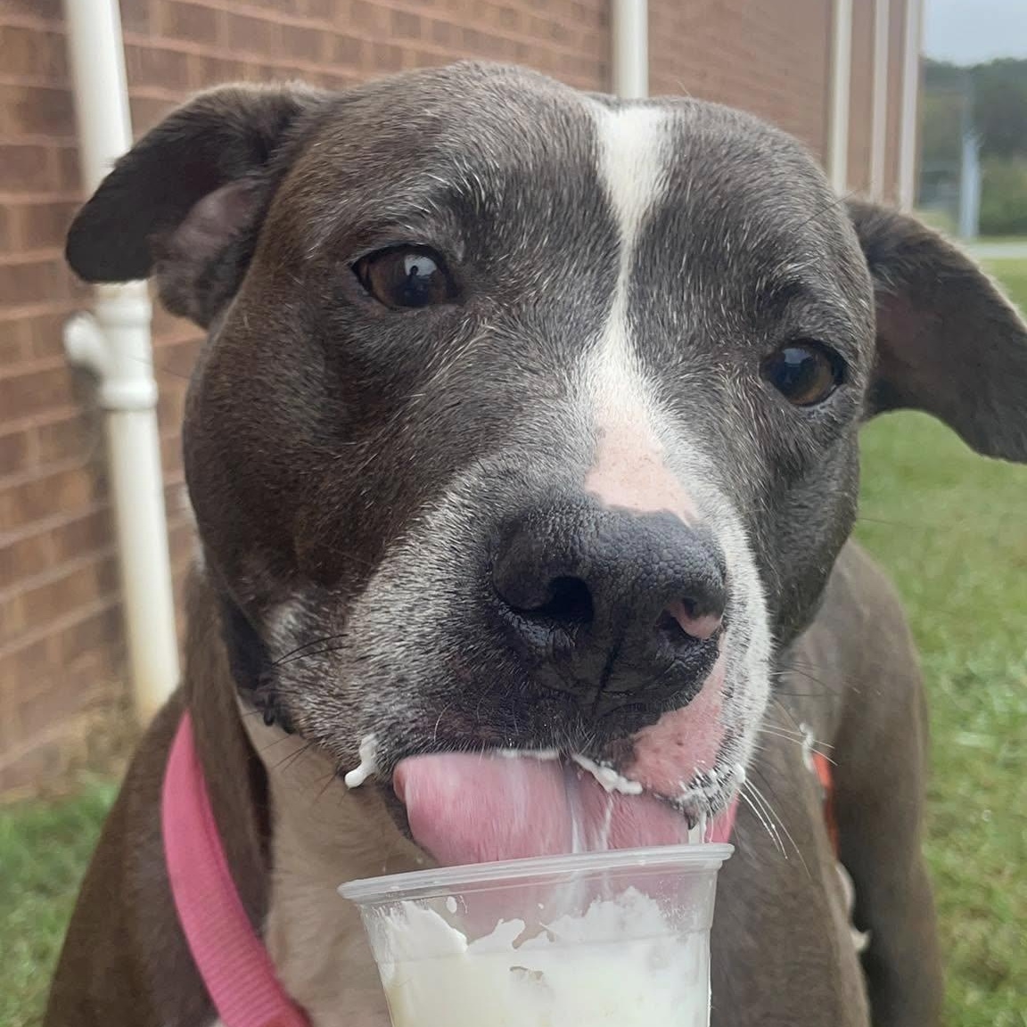 Muffin, a Adoptable mixed breed in Milledgeville, GA image 5/5