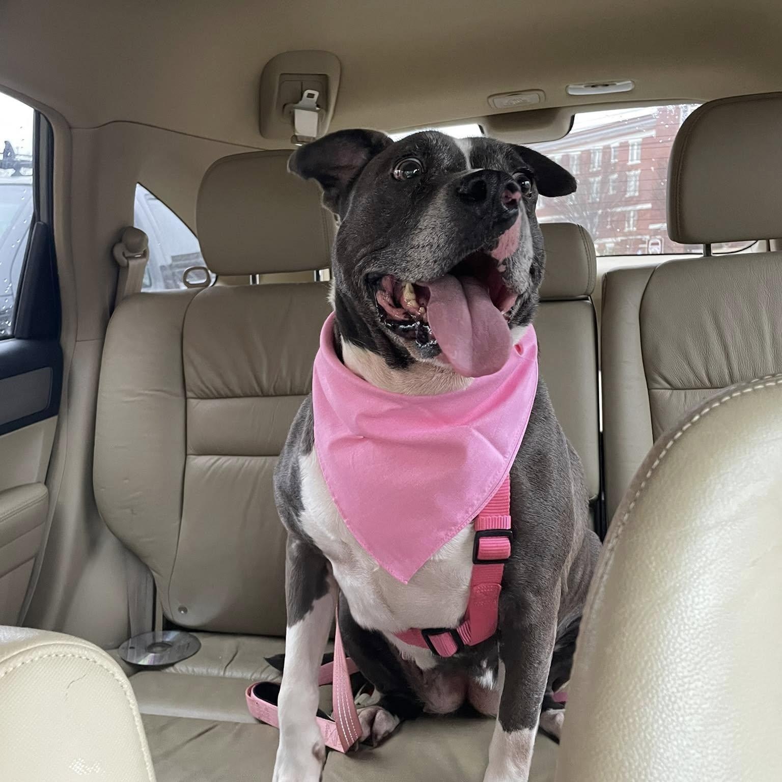 Muffin, a Adoptable mixed breed in Milledgeville, GA image 3/5