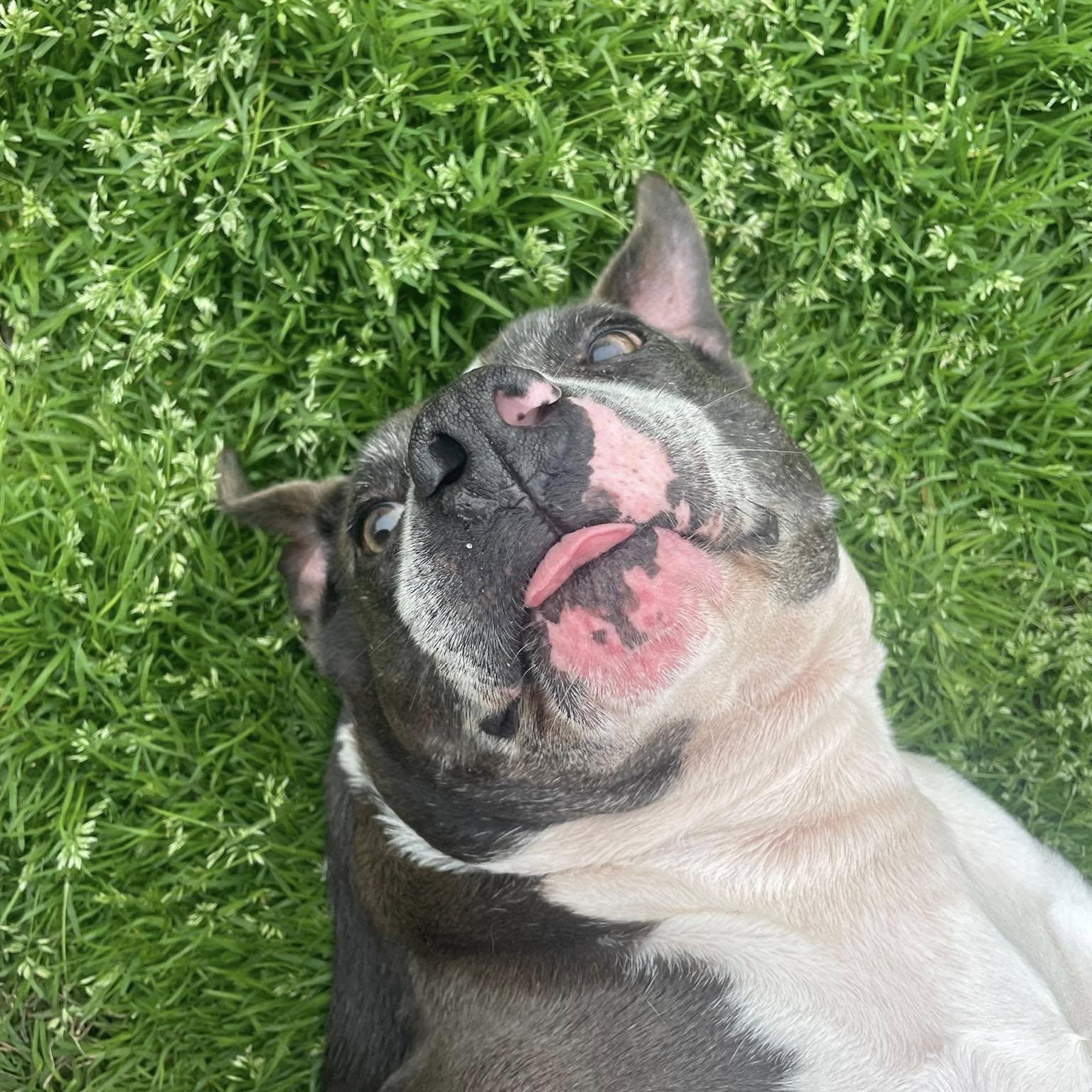 Muffin, a Adoptable mixed breed in Milledgeville, GA image 2/5