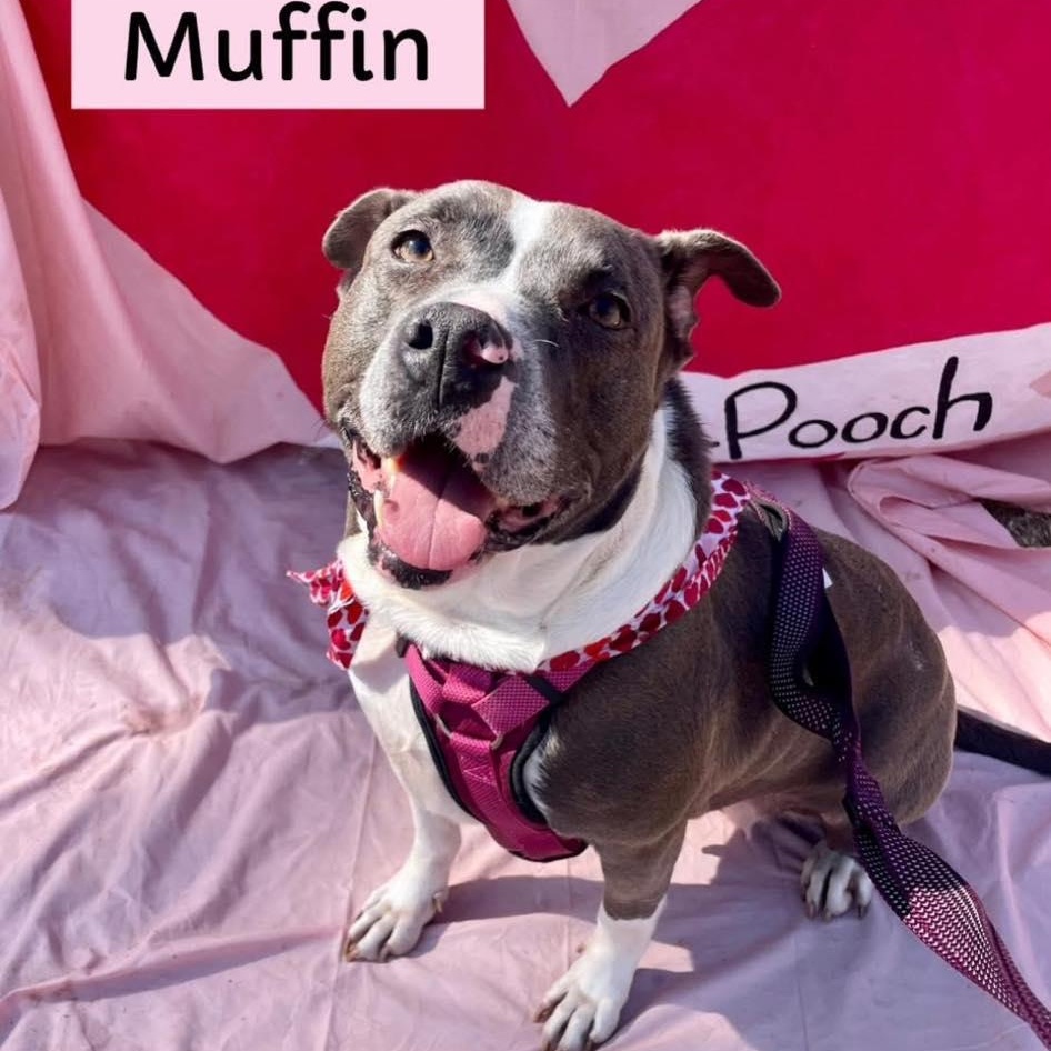 Muffin, a Adoptable mixed breed in Milledgeville, GA image 1/5