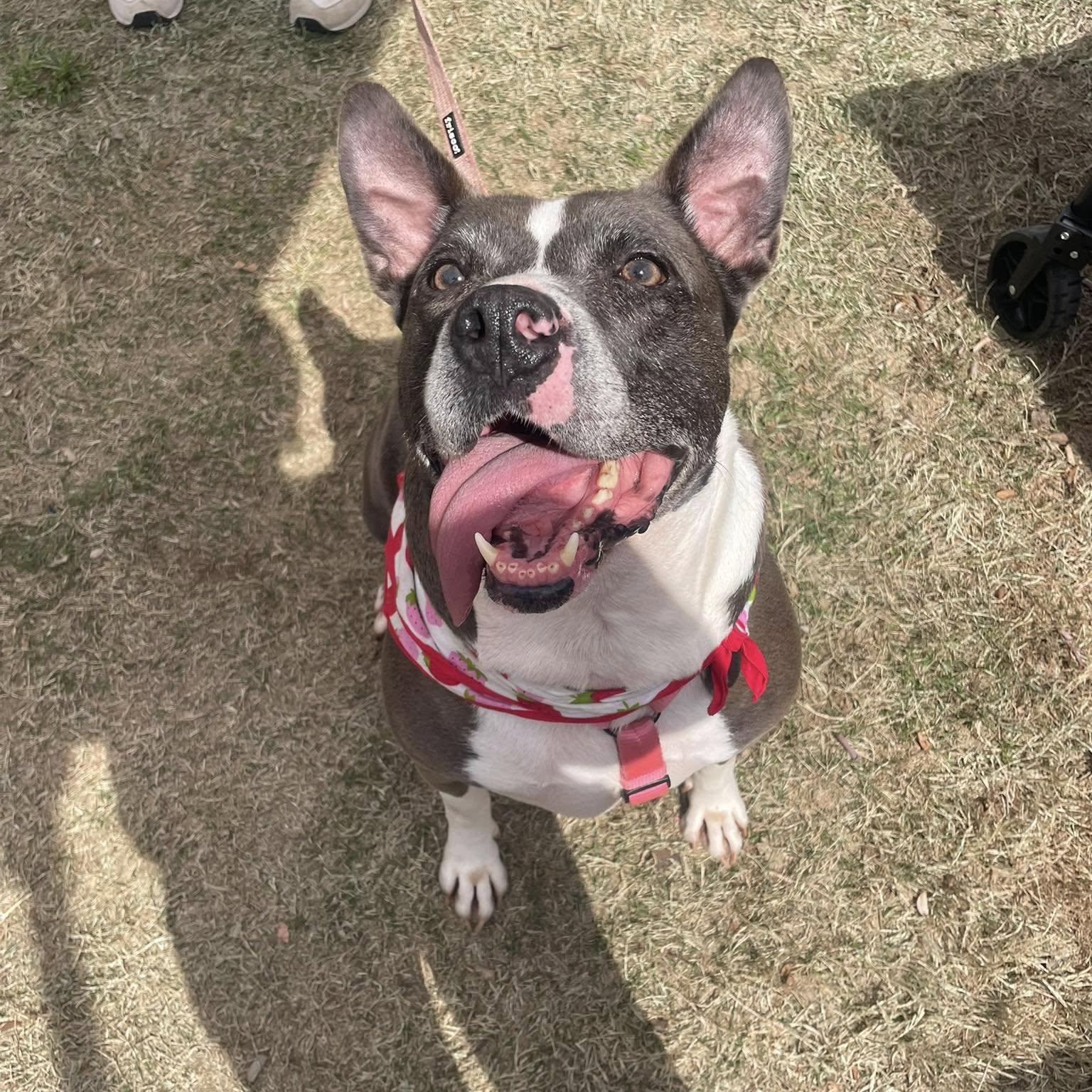 Muffin, a Adoptable mixed breed in Milledgeville, GA image 4/5