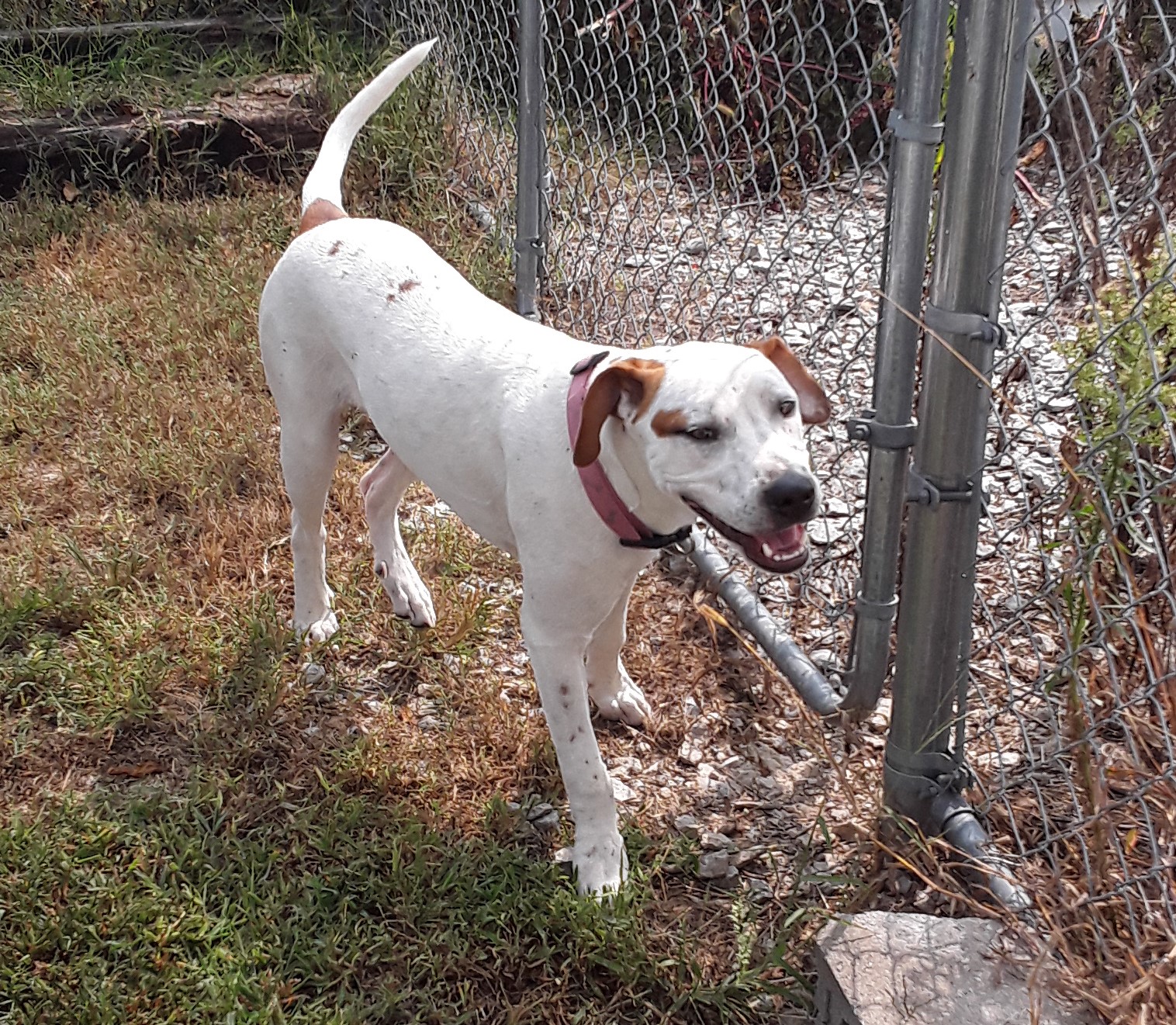 Pumpkin, Adopted, Adult Female American Staffordshire Terrier & Catahoula Leopard Dog.