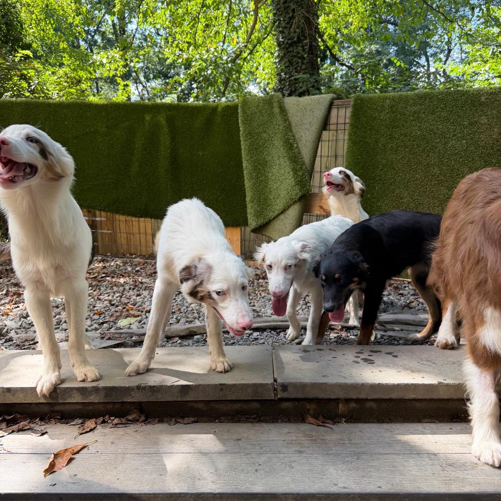 Enlarge Jock, a Adoptable Australian Shepherd in West Chester, PA image 1/2