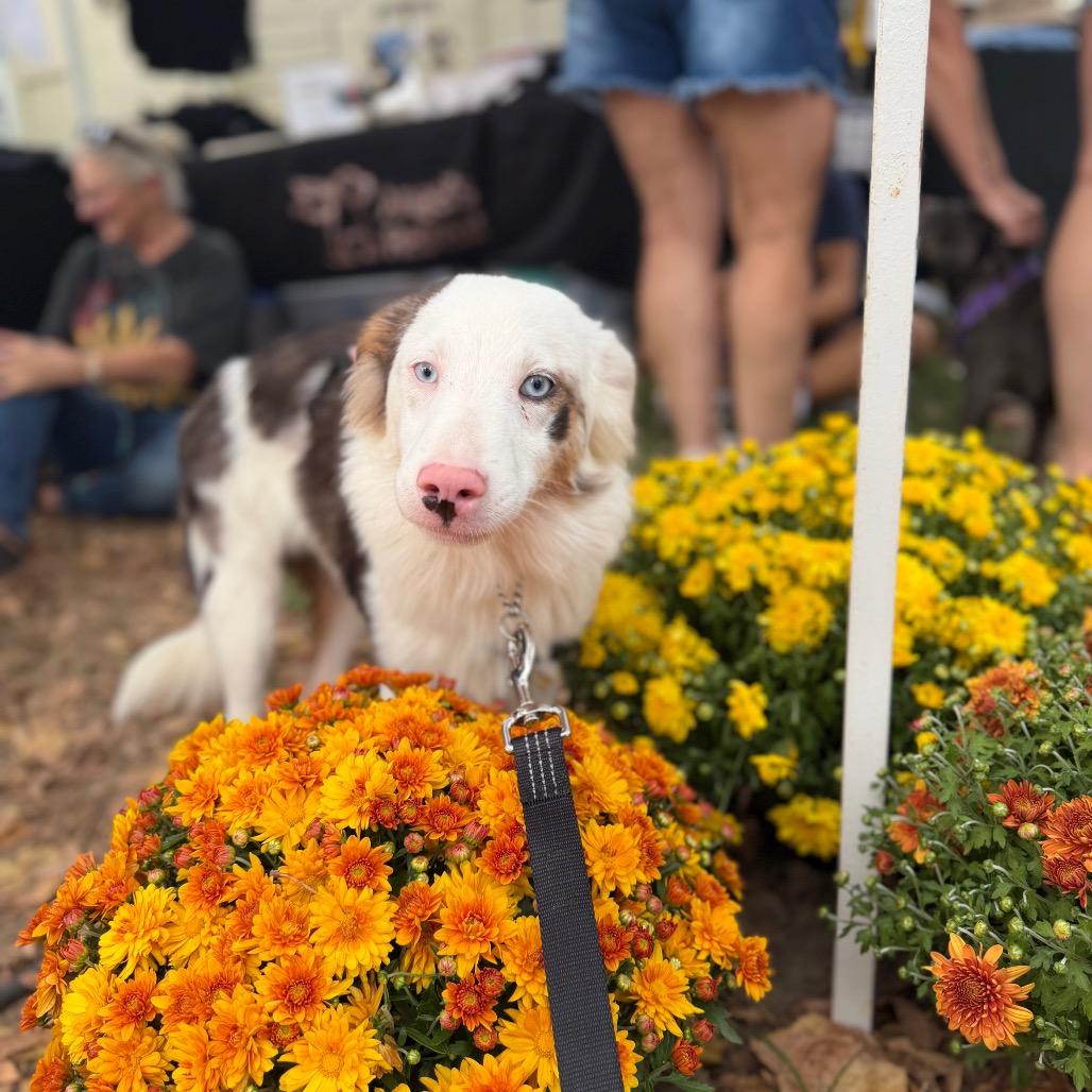 Enlarge Jock, a Adoptable Australian Shepherd in West Chester, PA image 2/2