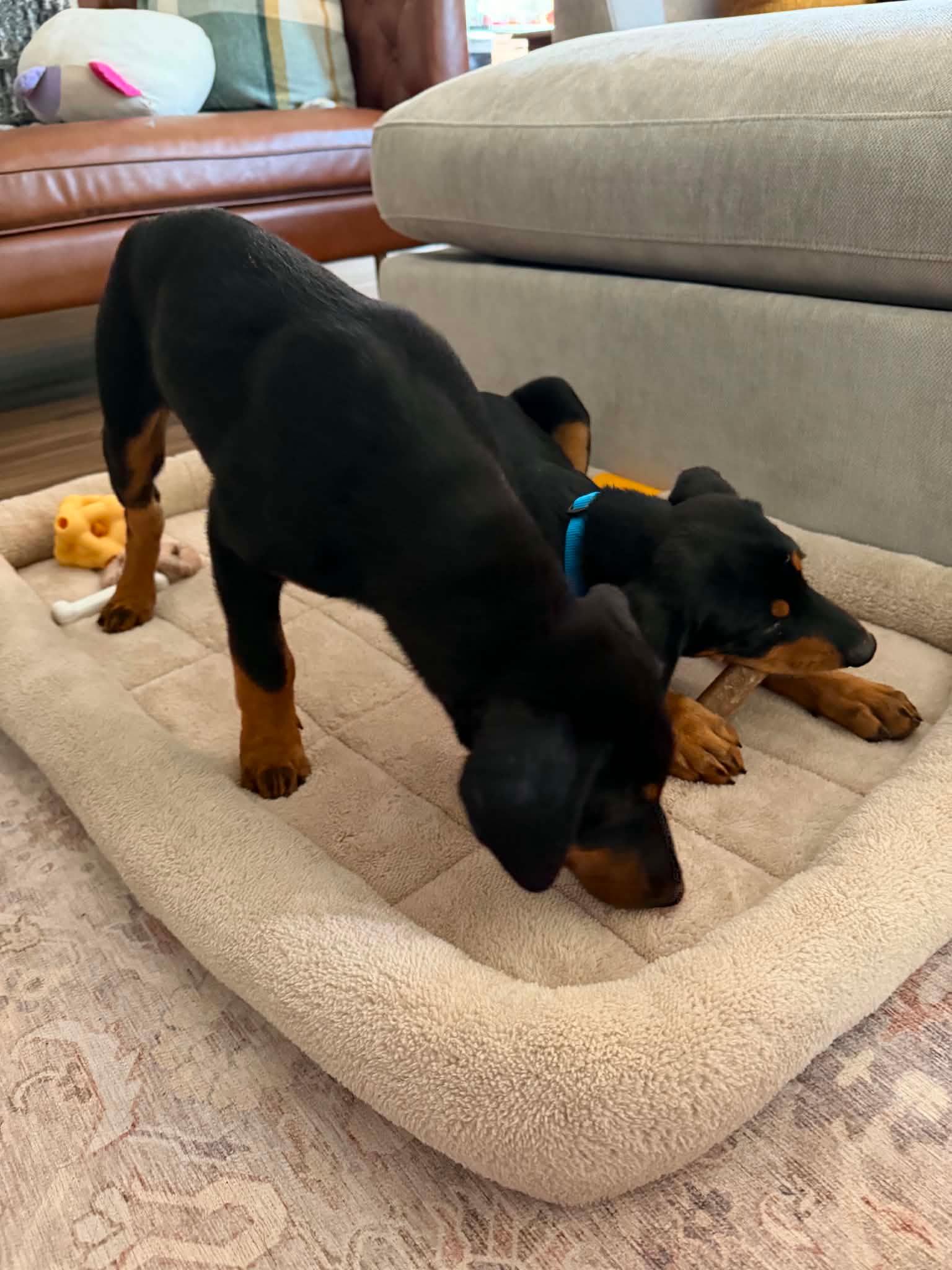 Milo, a Adoptable Doberman Pinscher in Buffalo, MN image 1/3