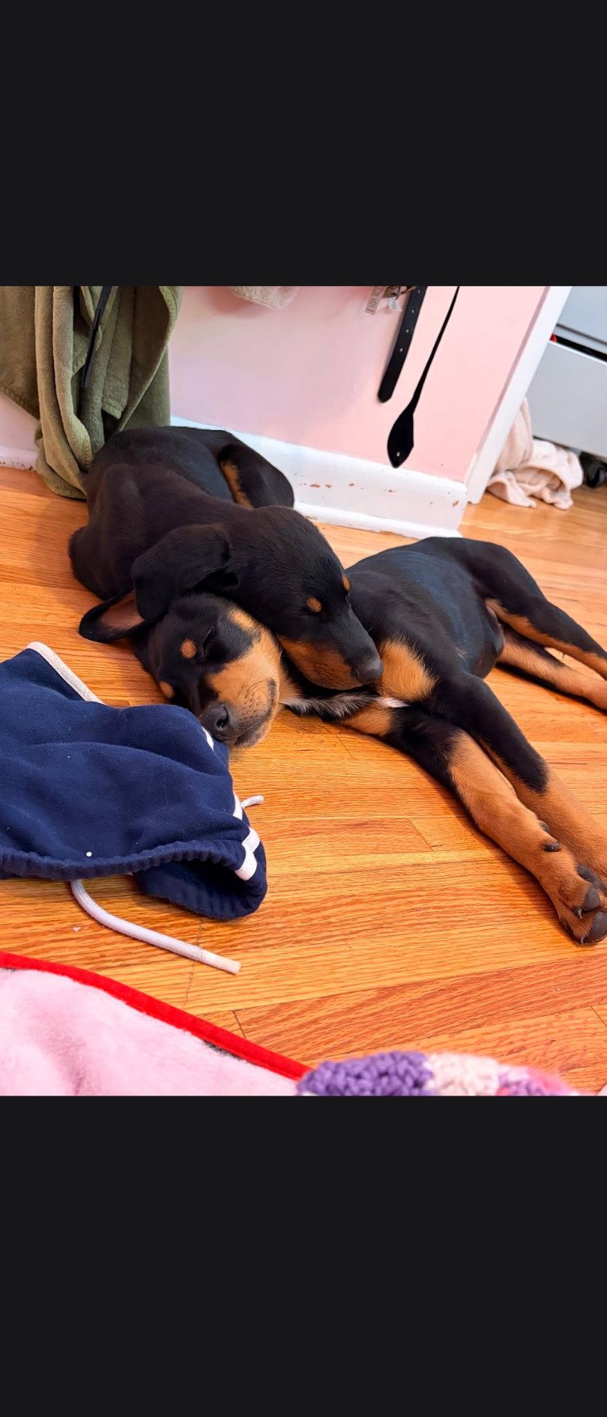 Milo, a Adoptable Doberman Pinscher in Buffalo, MN image 2/3