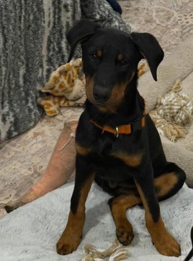 Enlarge Milo, a Adoptable Doberman Pinscher in Buffalo, MN image 2/3