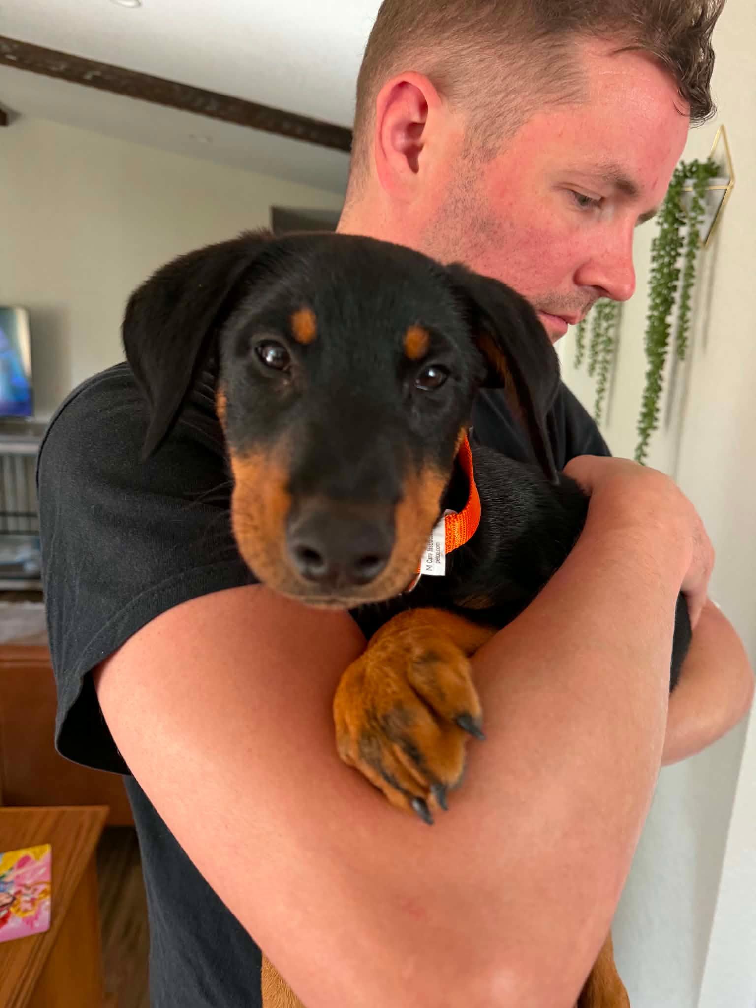 Milo, a Adoptable Doberman Pinscher in Buffalo, MN image 3/3