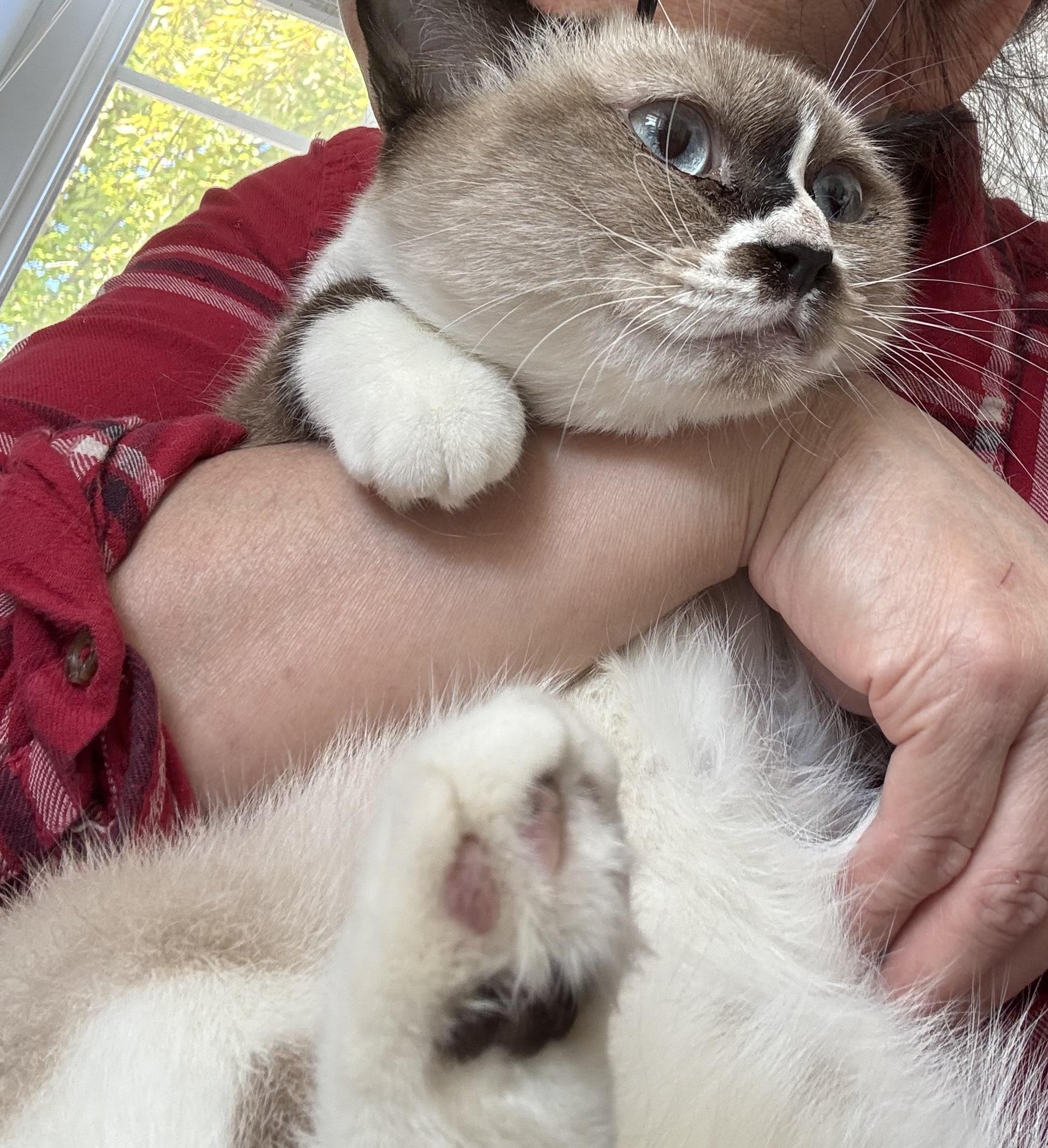 Ally - super Gentle