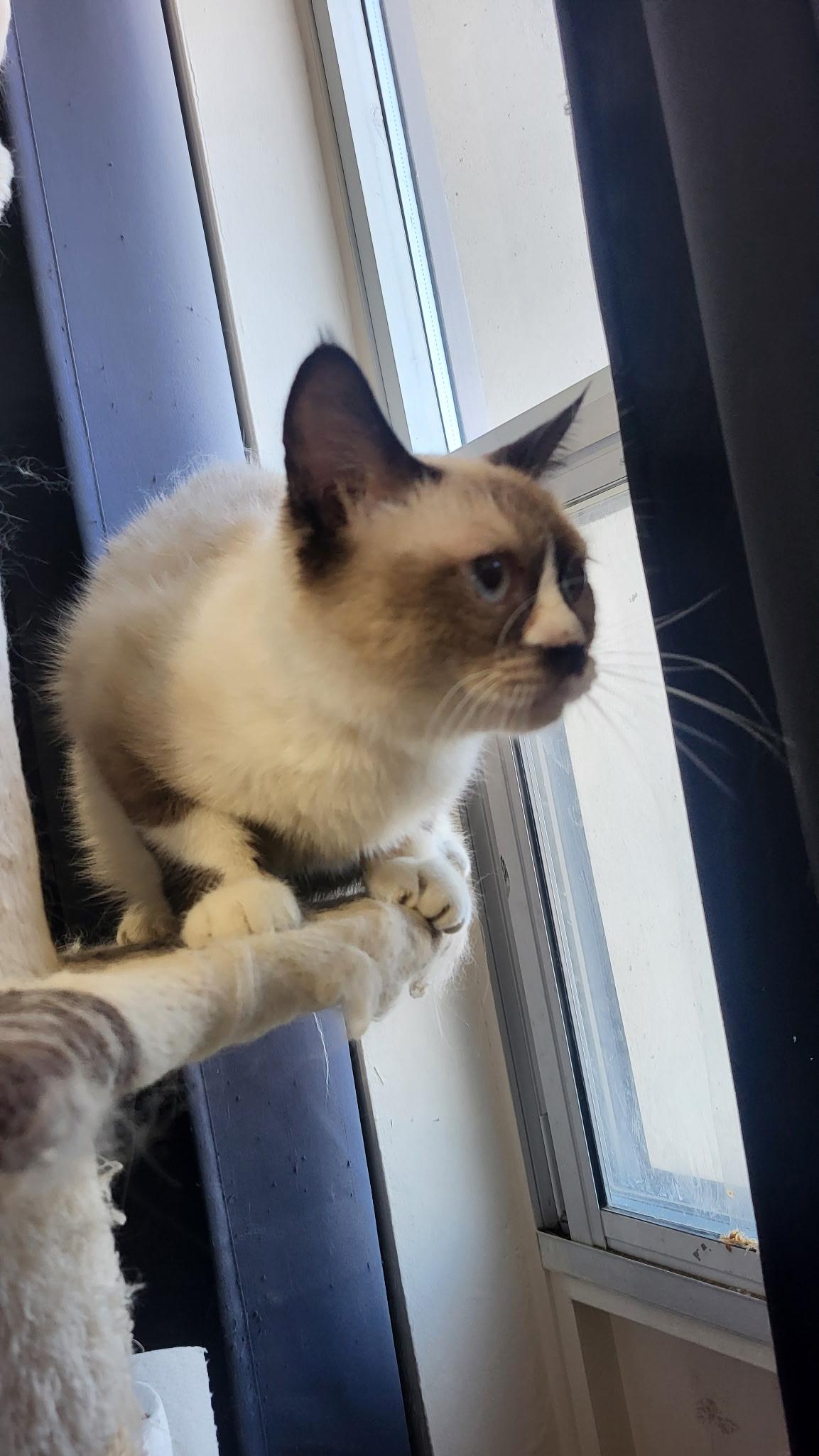 Ally - super Gentle