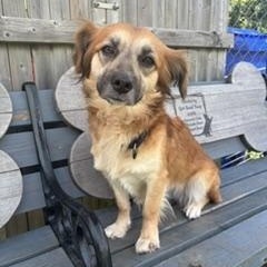 Enlarge Stella, a ADOPTABLE mixed breed in Taunton, MA image 3/3