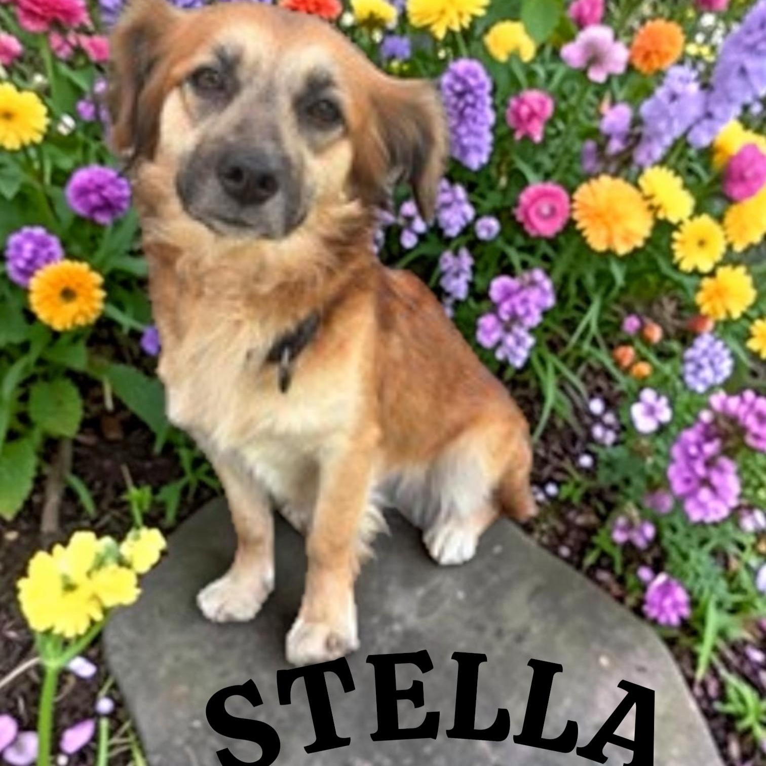 Enlarge Stella, a ADOPTABLE mixed breed in Taunton, MA image 1/3
