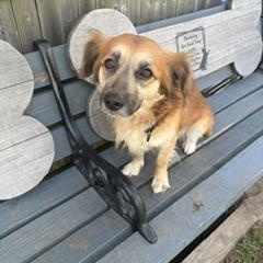 Enlarge Stella, a ADOPTABLE mixed breed in Taunton, MA image 2/3