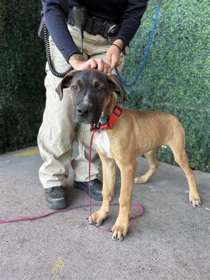 61946830, Adoptable, Puppy Male Great Dane & Mixed Breed.