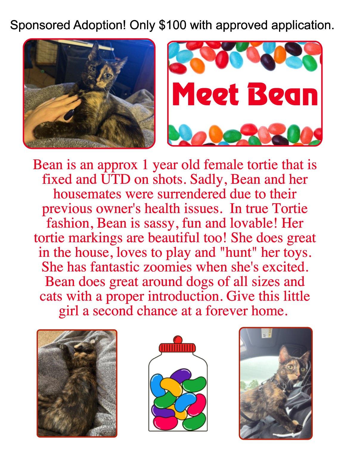 Bean, an adoptable Domestic Short Hair in Clovis, NM, 88101 | Photo Image 1