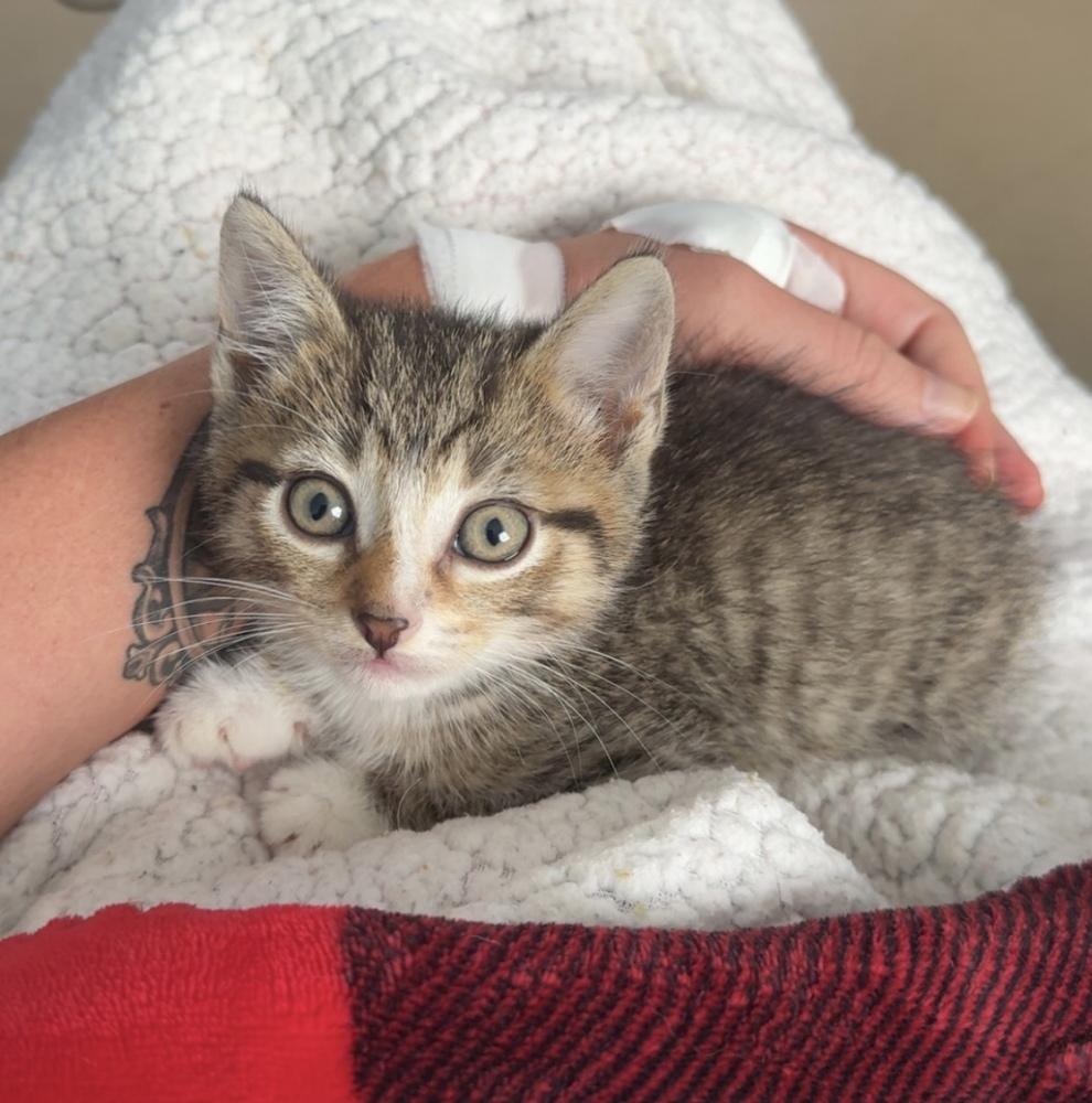 Mayhem, Adoptable, Young Male American Shorthair.