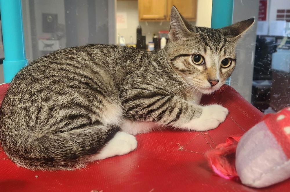 Enlarge Mayhem, a Adoptable American Shorthair in Lexington, TN image 2/2
