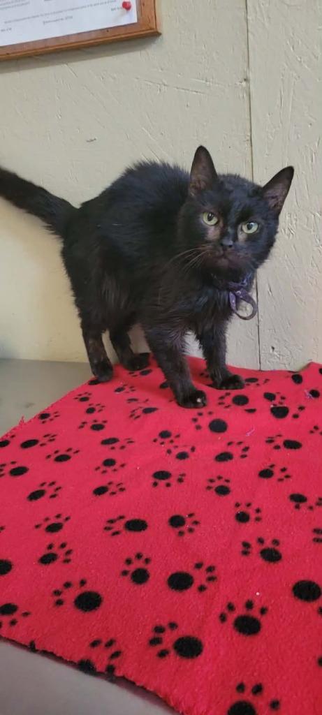 Enlarge Nori, a Adoptable mixed breed in Shelbyville, TN image 1/1