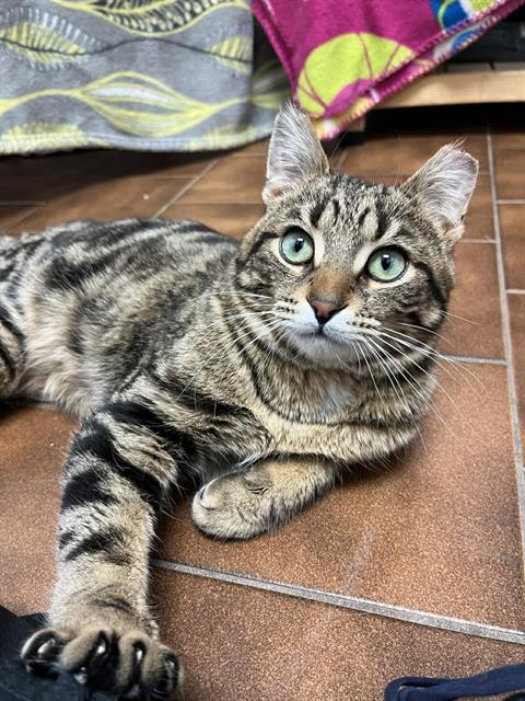 OPOSSUM, Adoptable, Young Male Domestic Short Hair.