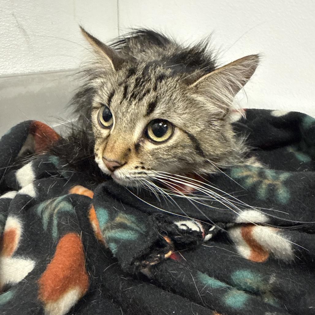 Reeces, Adoptable, Adult Female Domestic Long Hair.