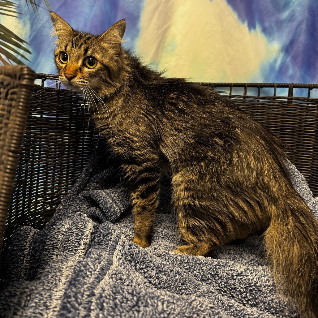 Enlarge Reeces, a Adoptable Domestic Long Hair in Henderson, NV image 2/2