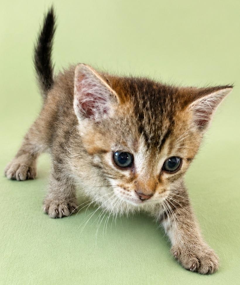 Enlarge Tiger, a Adoptable mixed breed in Wauchula, FL image 1/1