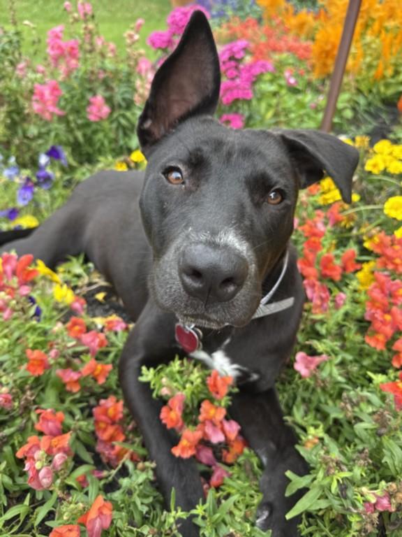 Enlarge LILITH, a Adoptable mixed breed in Houston, TX image 1/1