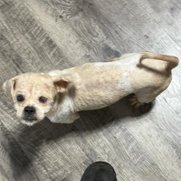 Enlarge Dior, a ADOPTABLE Shih Tzu in Alma, MI image 1/4