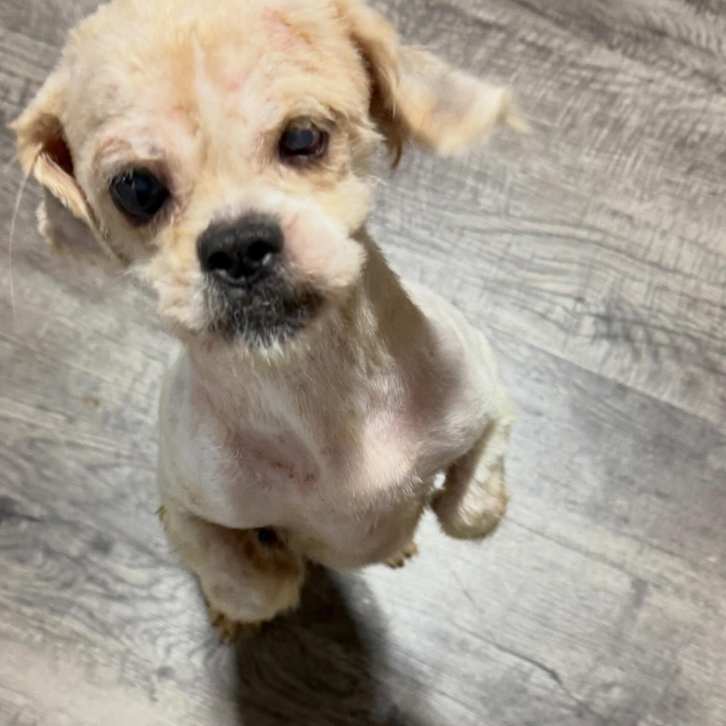 Enlarge Dior, a ADOPTABLE Shih Tzu in Alma, MI image 3/4