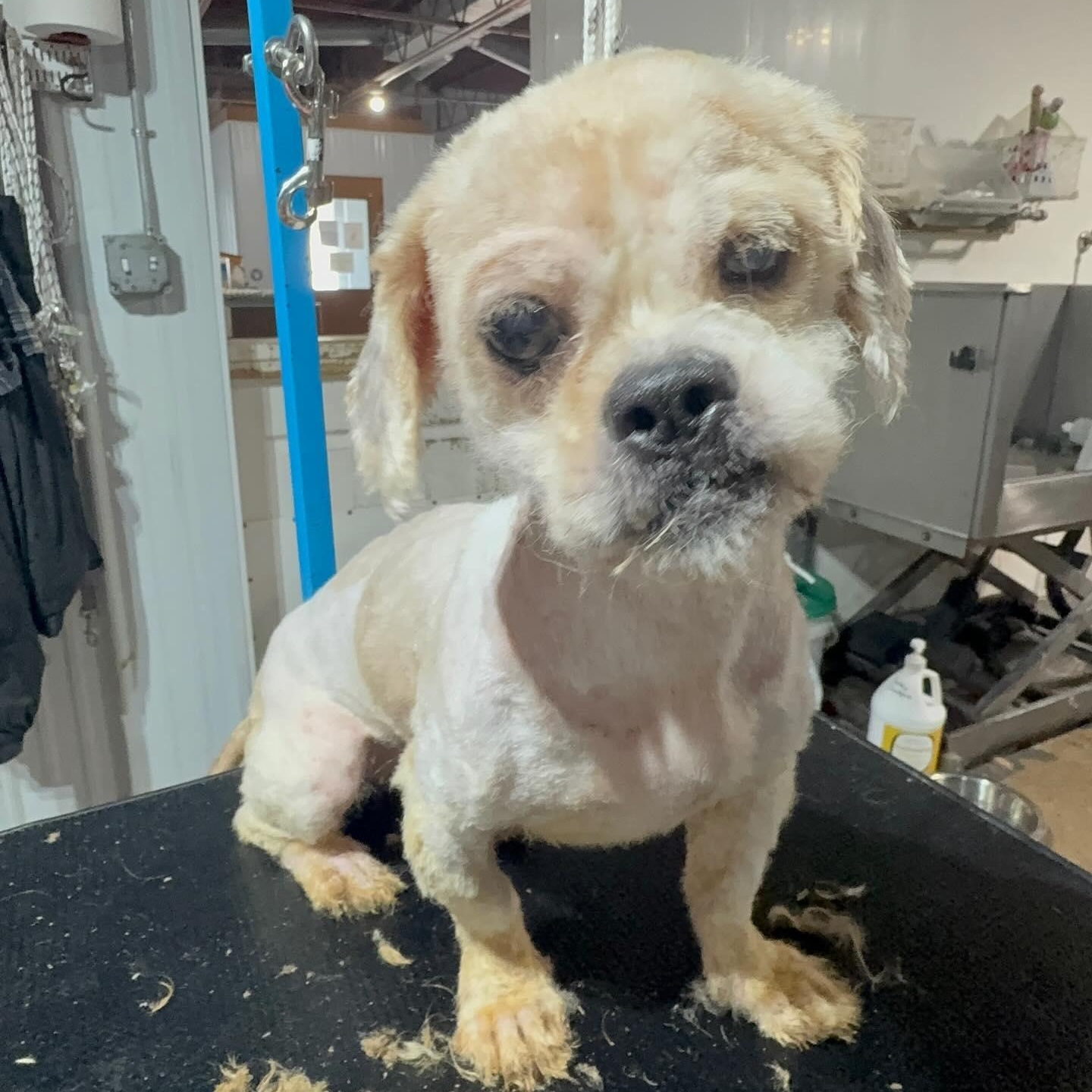 Enlarge Dior, a ADOPTABLE Shih Tzu in Alma, MI image 2/4