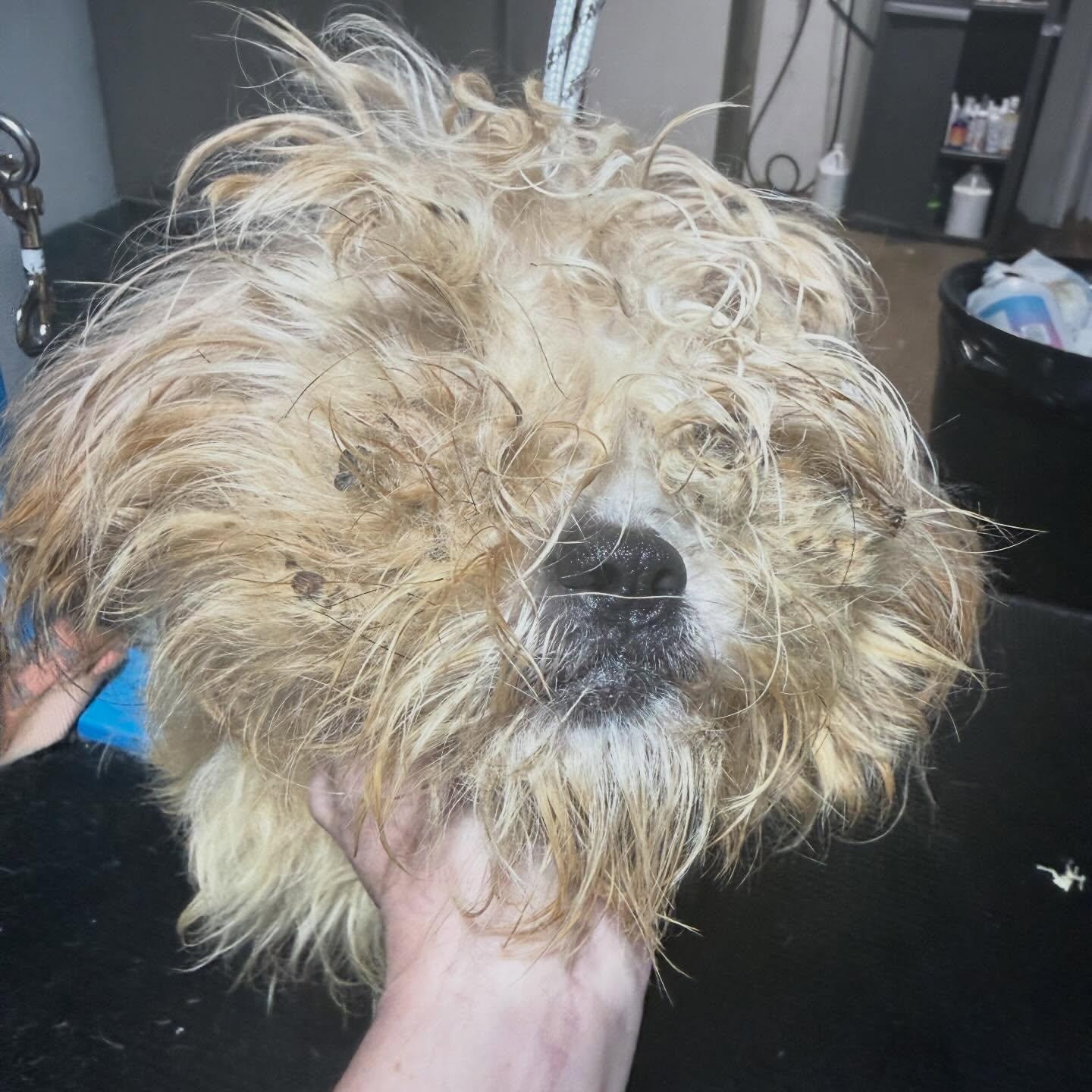 Enlarge Dior, a ADOPTABLE Shih Tzu in Alma, MI image 4/4