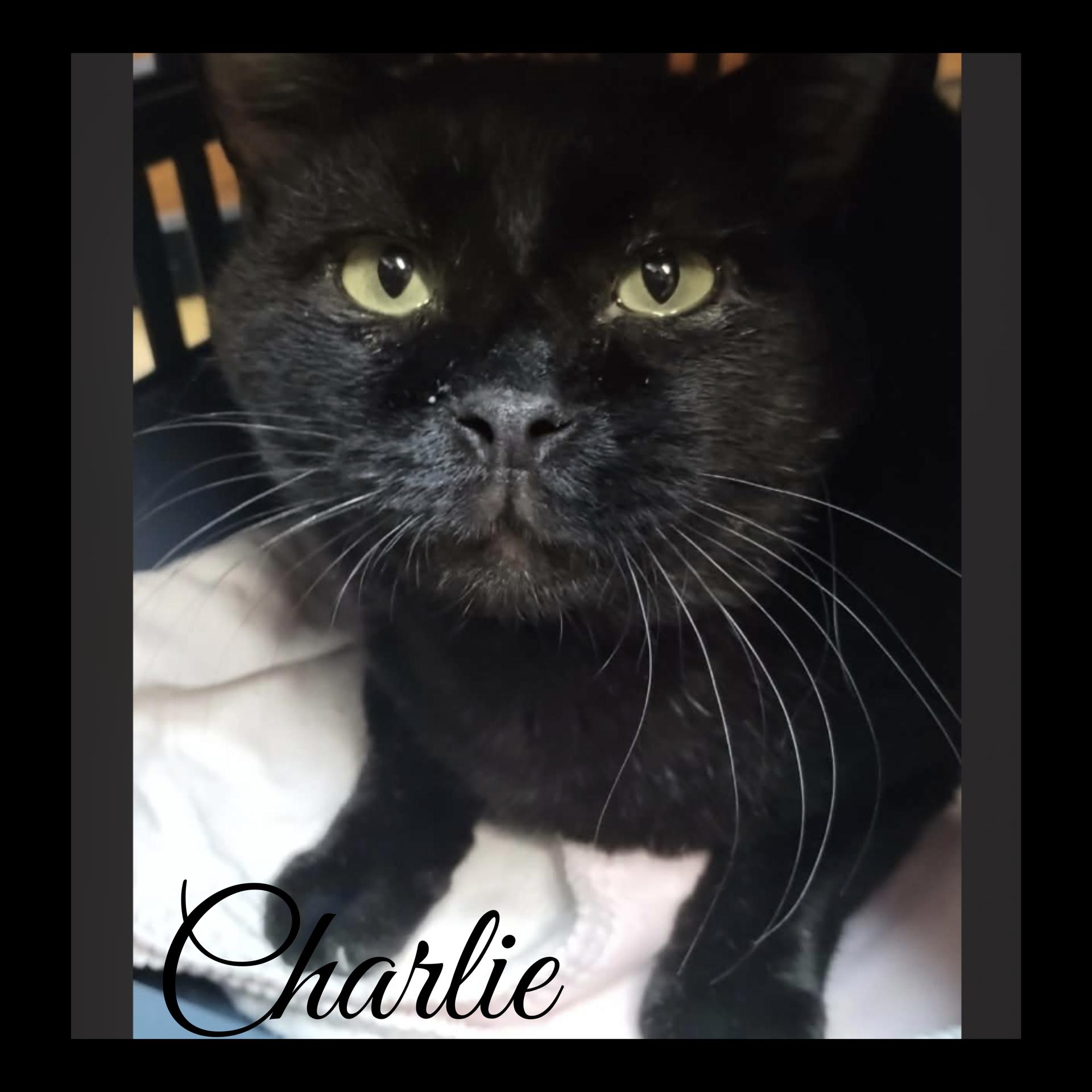 Enlarge CHARLIE, a ADOPTABLE Tabby in Lawton, OK image 1/1