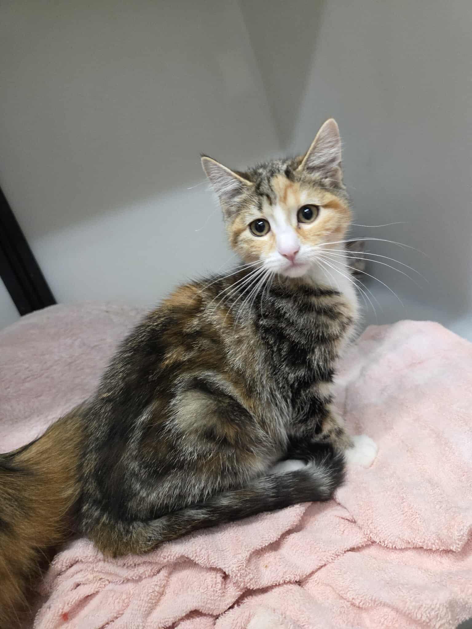 Sprinkles, an adoptable Domestic Short Hair in Roosevelt, UT, 84066 | Photo Image 2