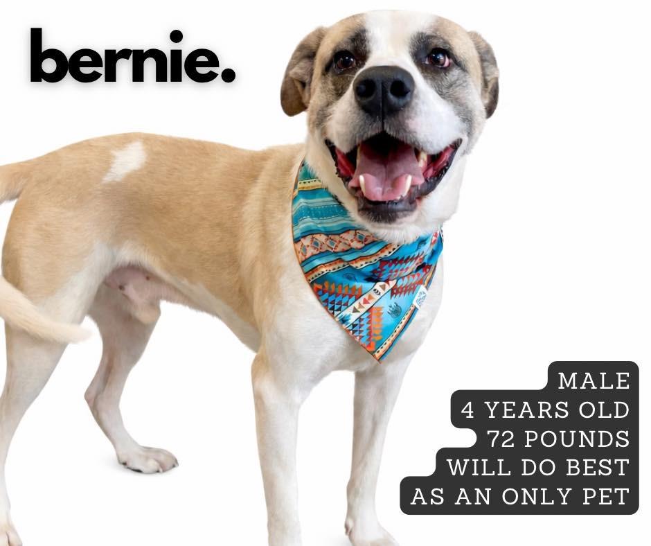 Bernie, Adoptable, Adult Male Mixed Breed.
