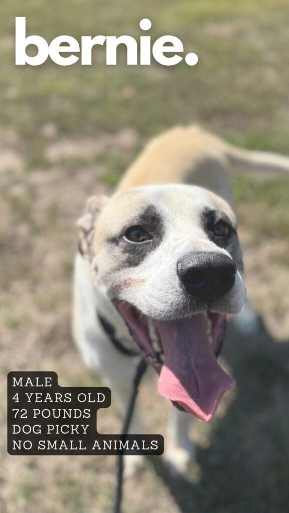 Bernie, a Adoptable mixed breed in Ashland, KY image 2/2