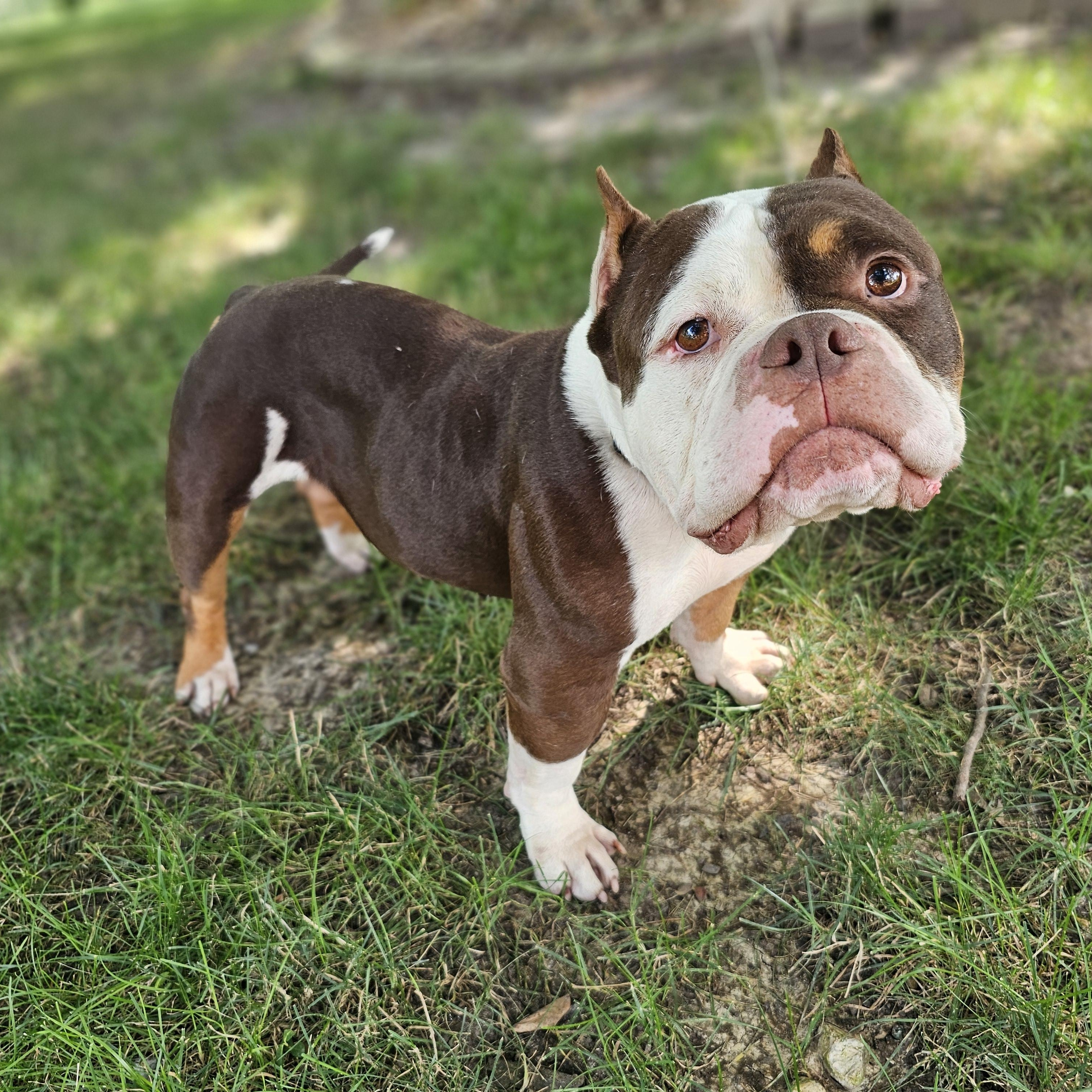 Mondo, a ADOPTABLE mixed breed in O Fallon, IL image 2/6