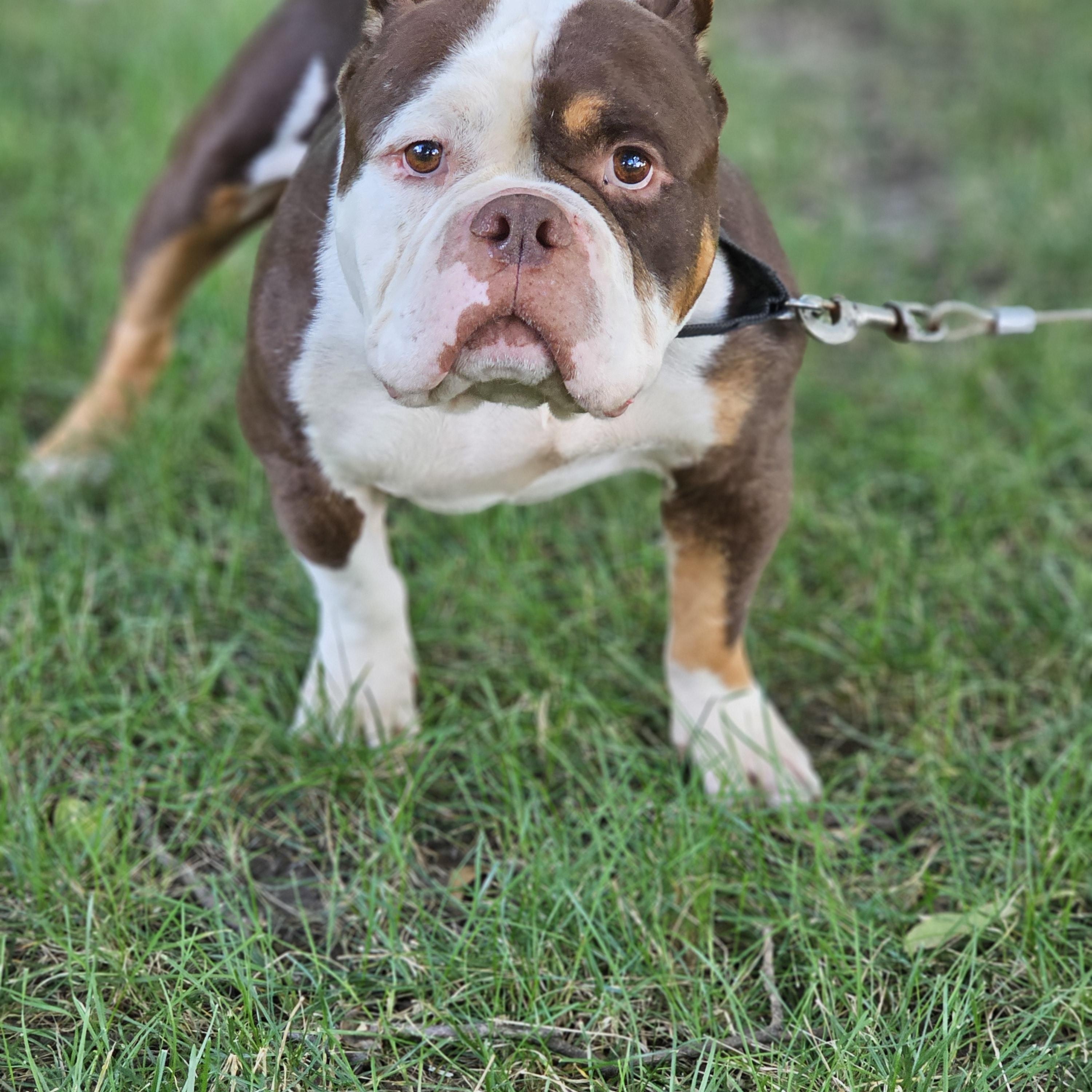 Mondo, a ADOPTABLE mixed breed in O Fallon, IL image 5/6