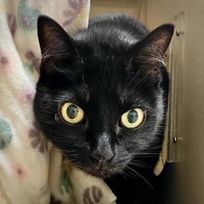 Little Bit, Adoptable, Senior Female Domestic Short Hair & Domestic Short Hair.