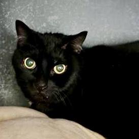 Little Bit, Adoptable, Senior Female Domestic Short Hair & Domestic Short Hair.