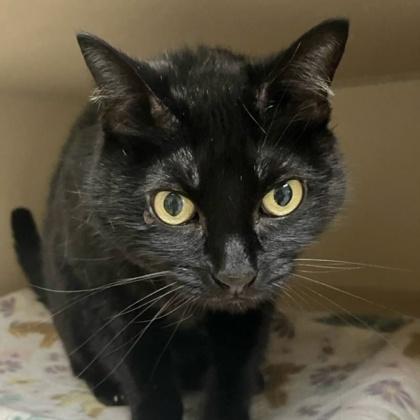 Enlarge Little Bit, a Adoptable mixed breed in Burlington, WA image 3/3