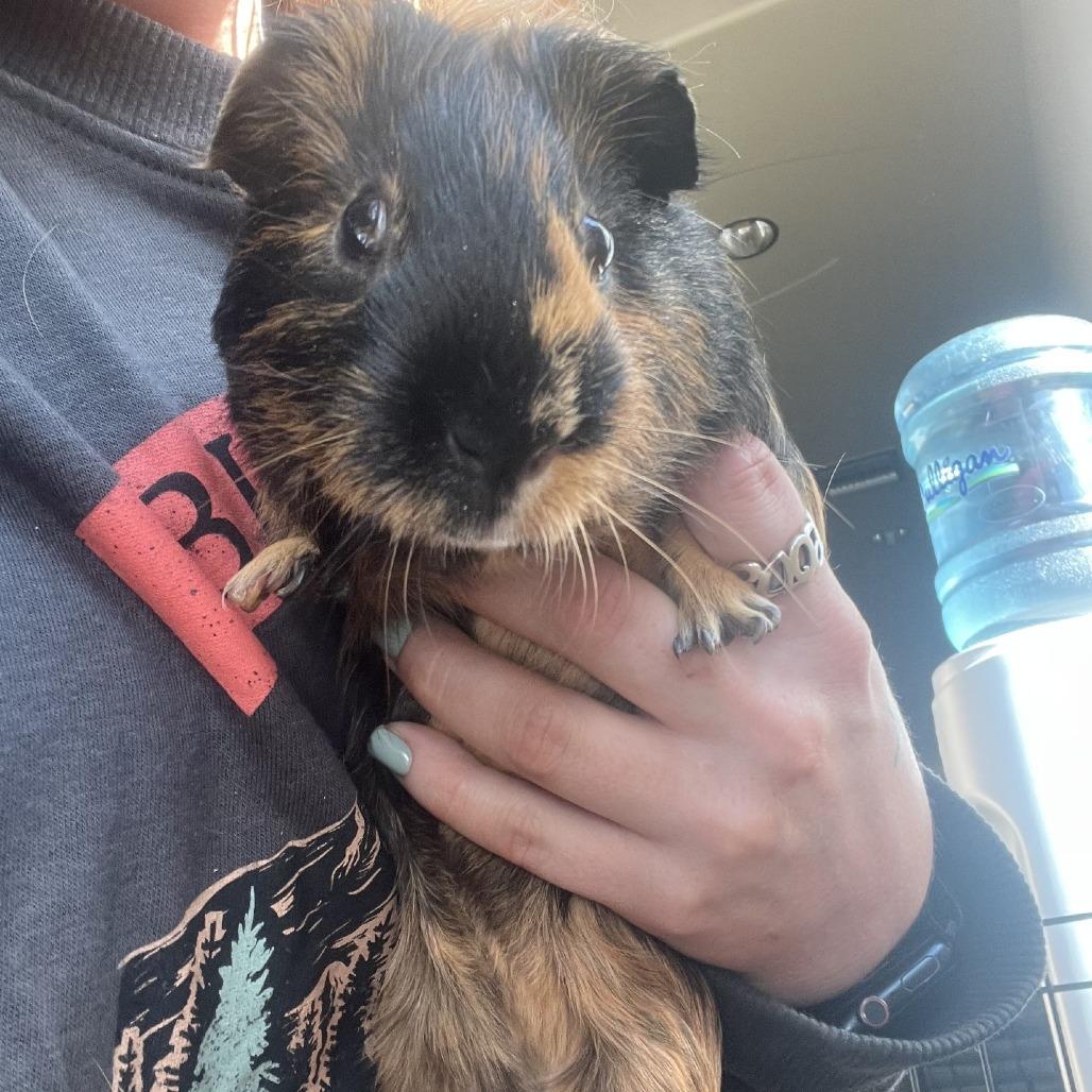 Slim Shady, Adoptable, Adult Male Guinea Pig.
