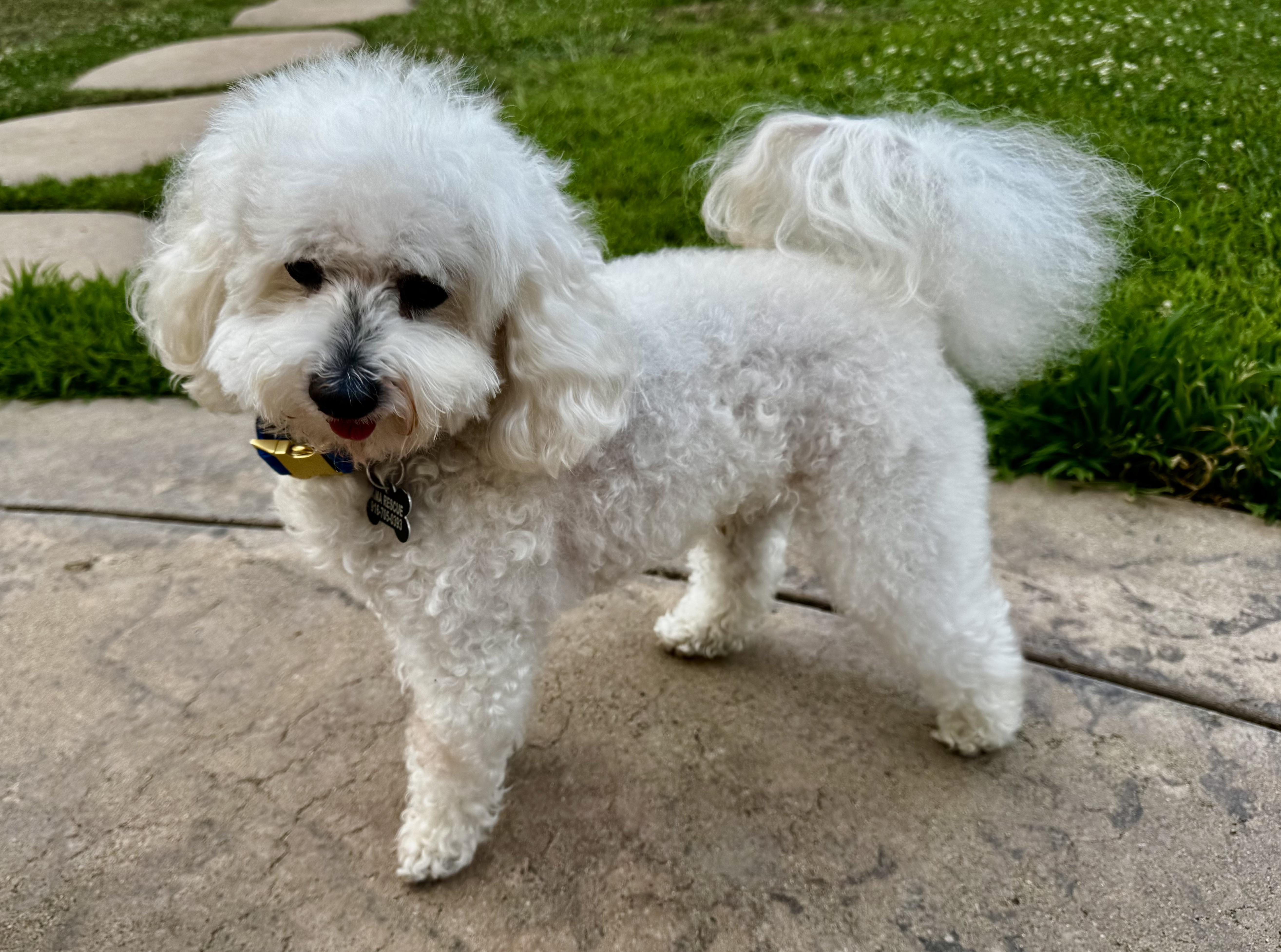 Enlarge Jake, a ADOPTABLE Maltese in Fair Oaks, CA image 2/3